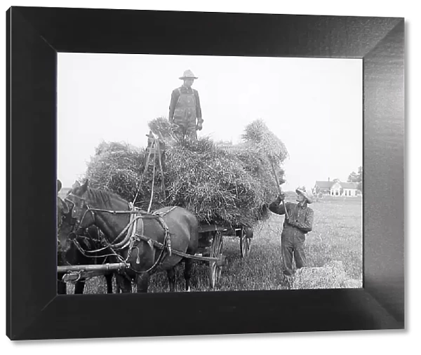 Loading oats Illinois USA early 1900s
