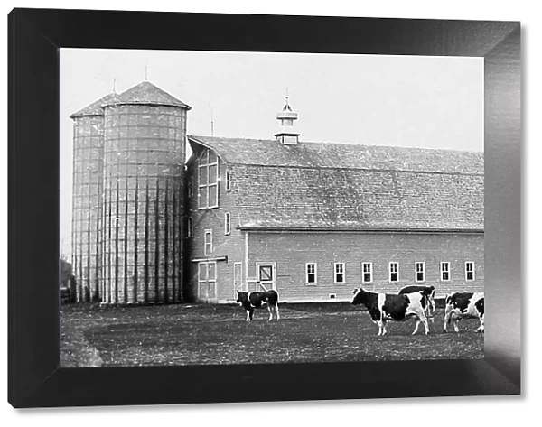 Holstein cattle Moorhead Minnesota USA early 1900s