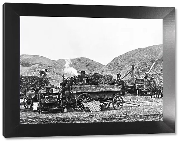 Threshing wheat North Dakota USA early 1900s