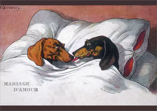 Married Dachshunds