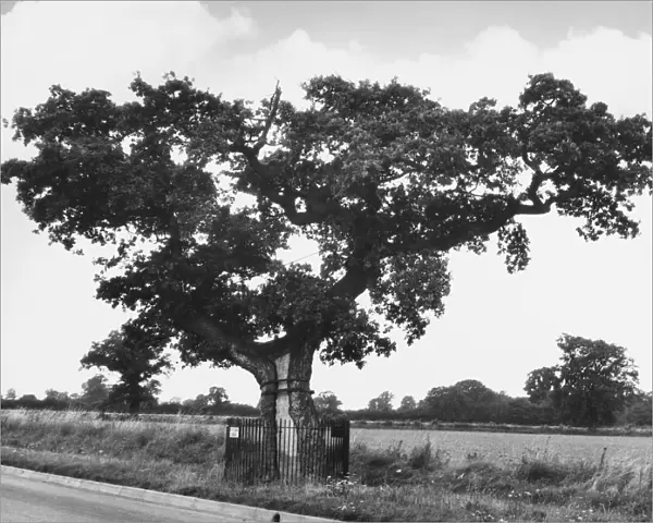 KETTs OAK. Ketts Oak, at Hethersett, Norfolk, England