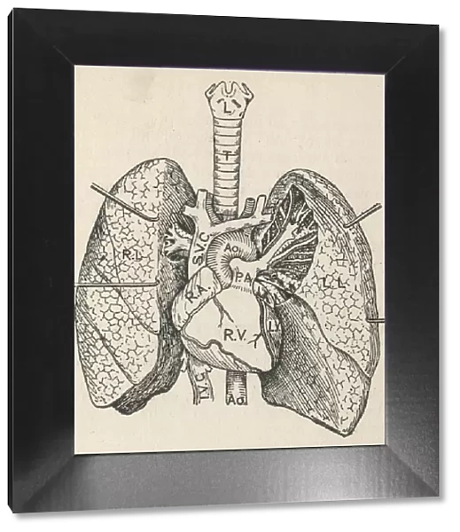 Diagram of the heart, lungs and windpipe