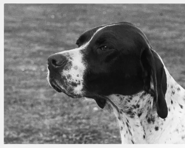 Fall  /  Crufts  /  1958  /  Pointer