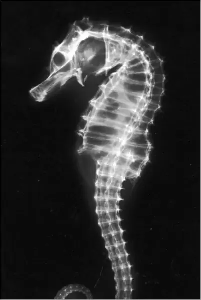 X-Ray of a Seahorse