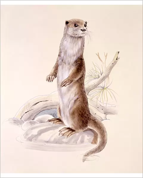 Otter standing on hind legs