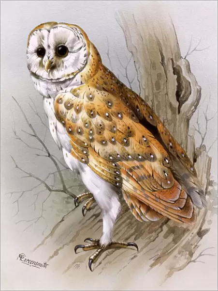 A Barn Owl