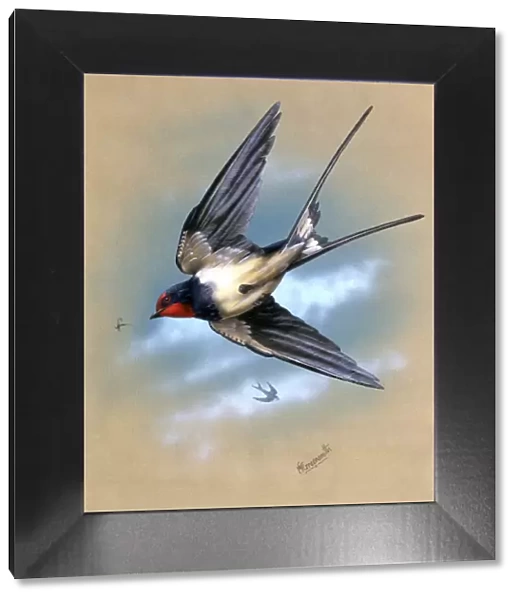 A Swallow in flight