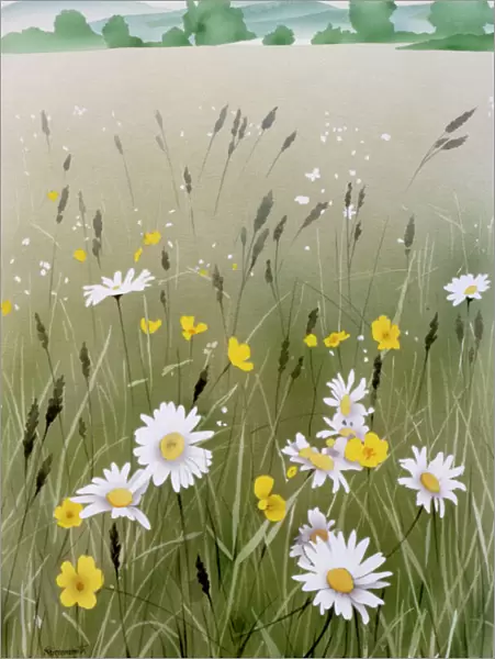 Buttercups and Daisies