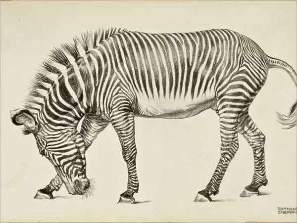 A Zebra. A highly-detailed pencil drawing of a Zebra by Raymond Sheppard