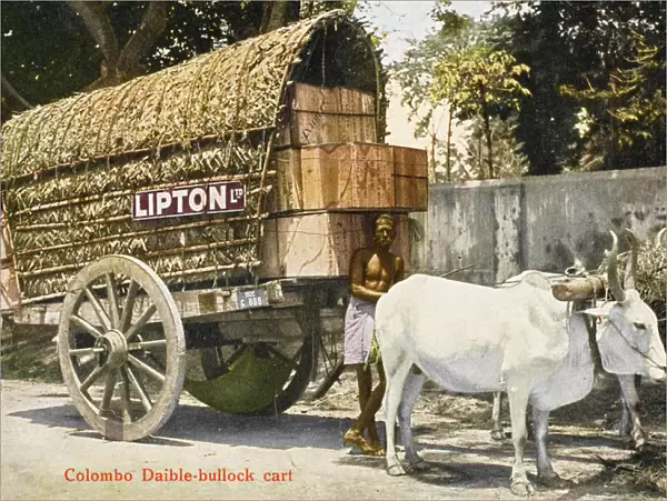 Ox-pulled wagon - Lipton Tea Company