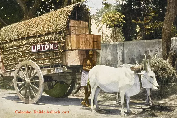 Ox-pulled wagon - Lipton Tea Company