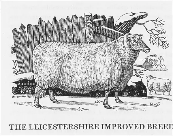 Leicester Improved breed of sheet