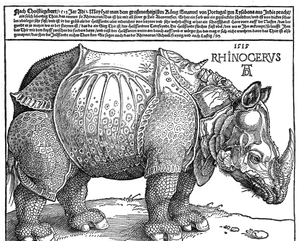 Albrecht Durers Rhinoceros