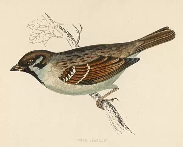 Birds  /  Tree Sparrow