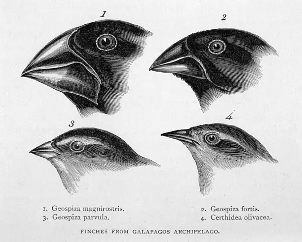 Darwin  /  Finch  /  Galapagos