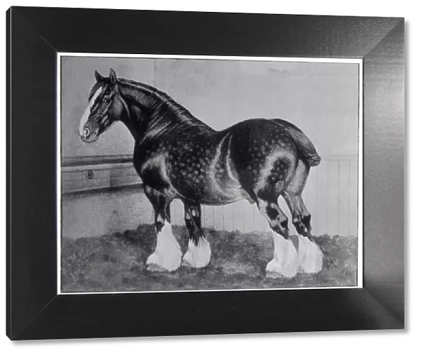 Horse  /  Shire Blythwood