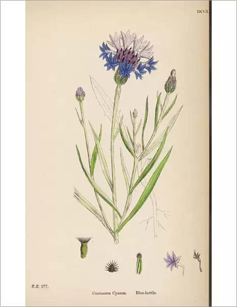 Plants  /  Centaurea Cyanus