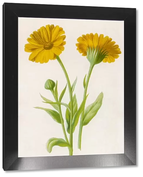 Plants  /  Common Marigold