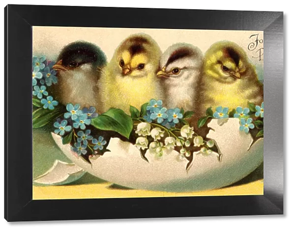 Chicks and Flowers