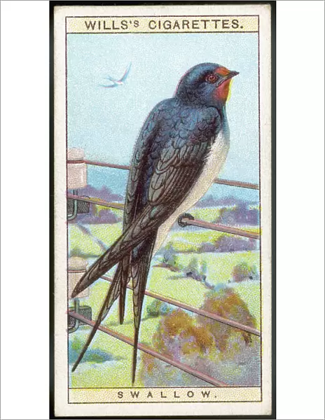Swallow  /  Cig. Card  /  1915