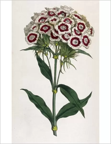 Plants  /  Dianthus Barbatus
