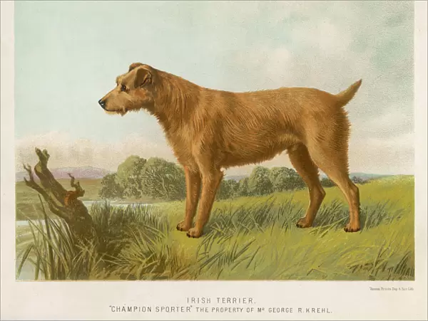 Irish Terrier (Shaw)