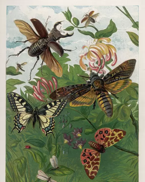 Beetles and Butterflies