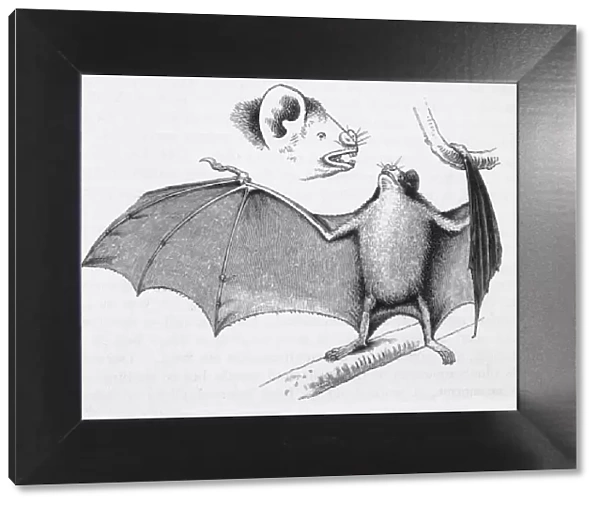Vampire Bats  /  Darwin