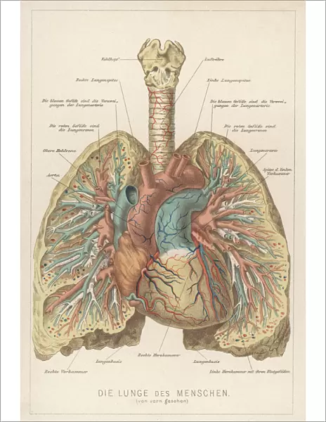Front View of Lungs