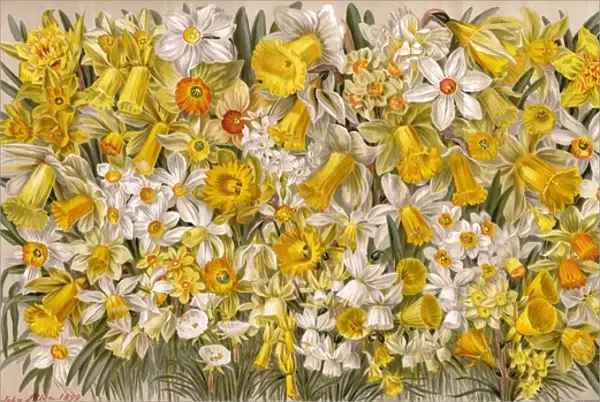 Plants  /  Narcissus Species