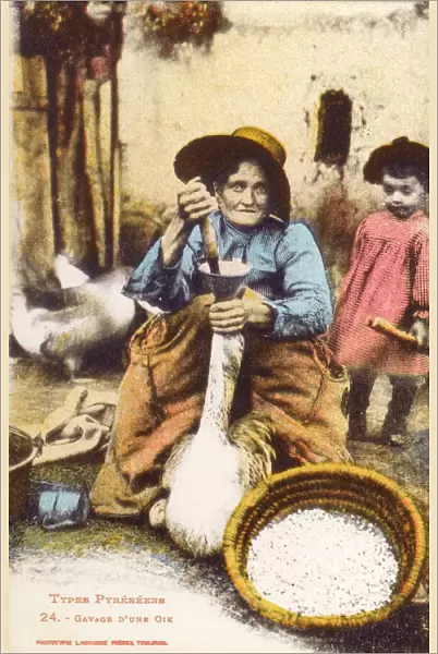 Pyrenean Woman force-feeding a goose