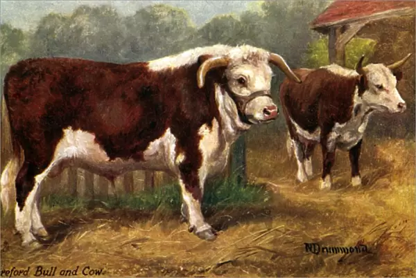 Hereford Bull & Cow 1912
