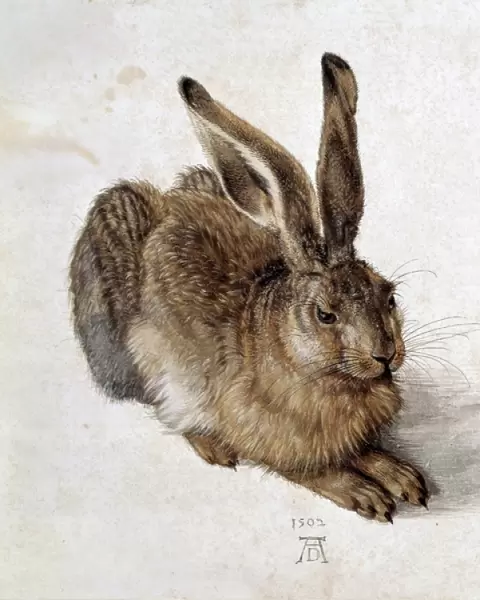 DURER, Albrecht (1471-1528). Hare. 1502. Renaissance