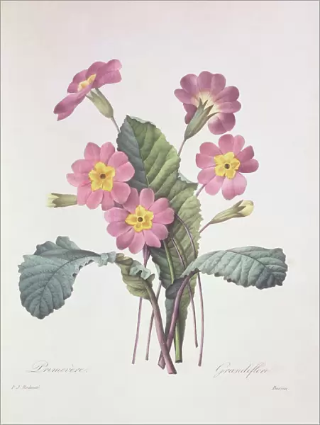 Primula acaulis (vulgaris), common primrose