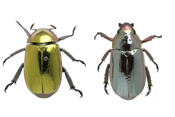 Coleoptera sp. metallic beetles