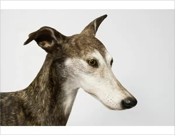 Ballyregan Bob, greyhound