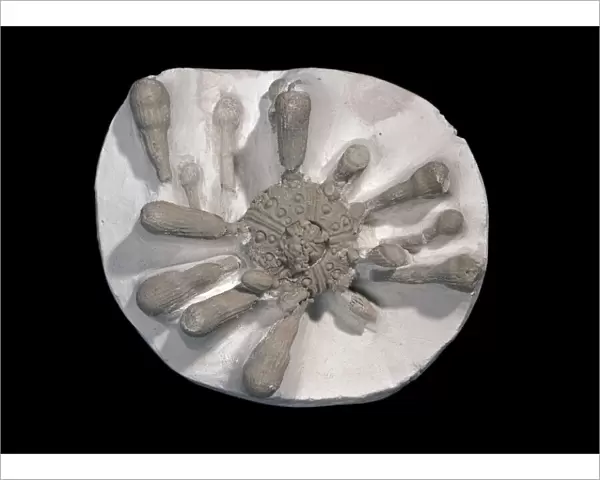 Tylocidaris clavigera, sea urchin