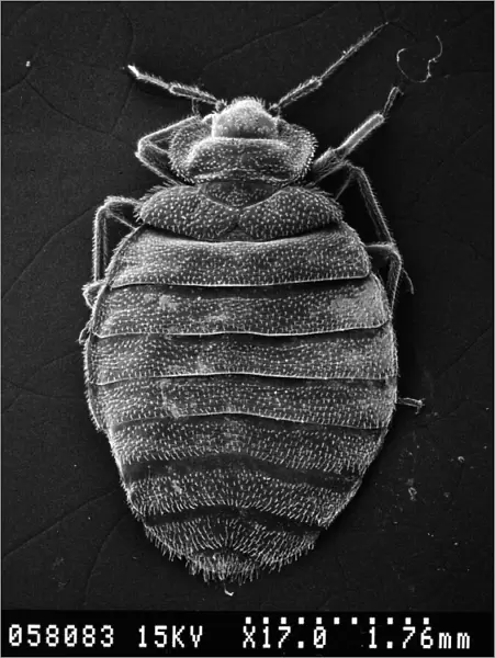 Cimex lectularius, bed bug