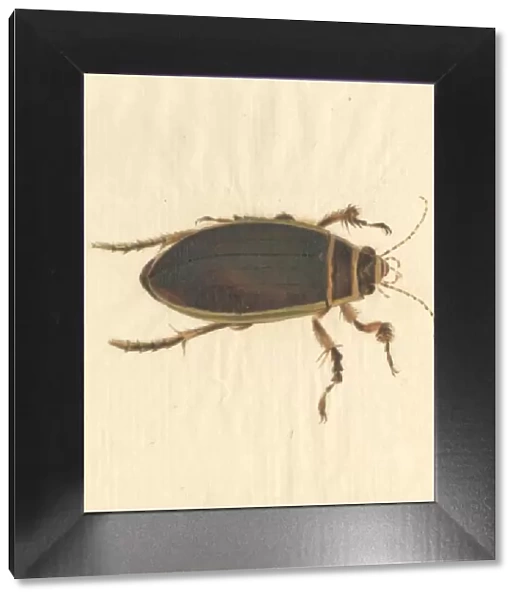 Dytiscus marginalis, great diving beetle (male)