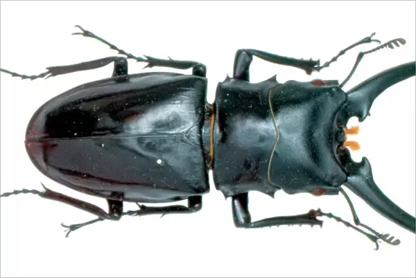 Cladognathus sp. stag beetle