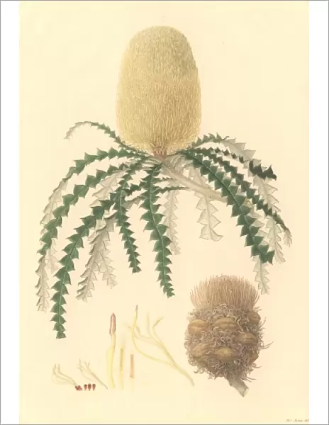 Banksia speciosa, showy banksia