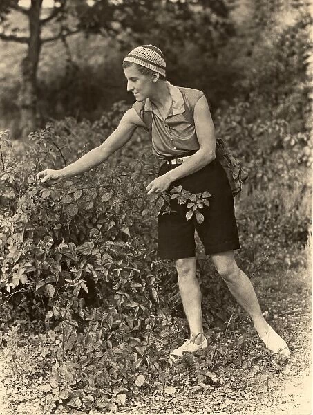1930s lady picking brambles