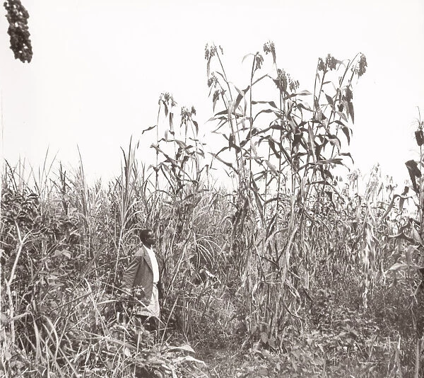 1940s East Africa - Uganda - Bunyuro millet crop growing