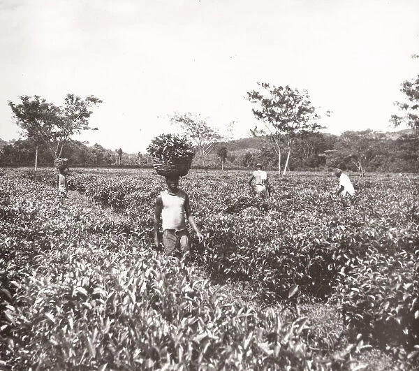 1940s East Africa - Uganda - gathering tea, Katanga Port