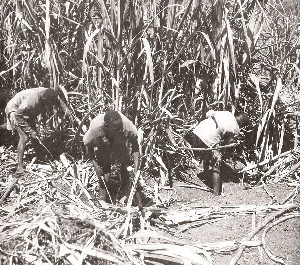 1940s East Africa - Uganda sugar cane Lugasi plantation