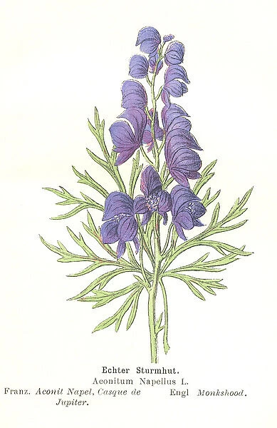 Aconitum. Botanical illustration of Aconitum, also known as monkshood Date: 1896
