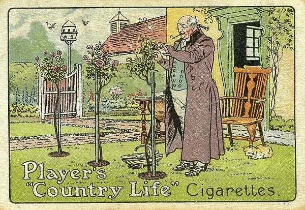 Advert, Player's Country Life Cigarettes