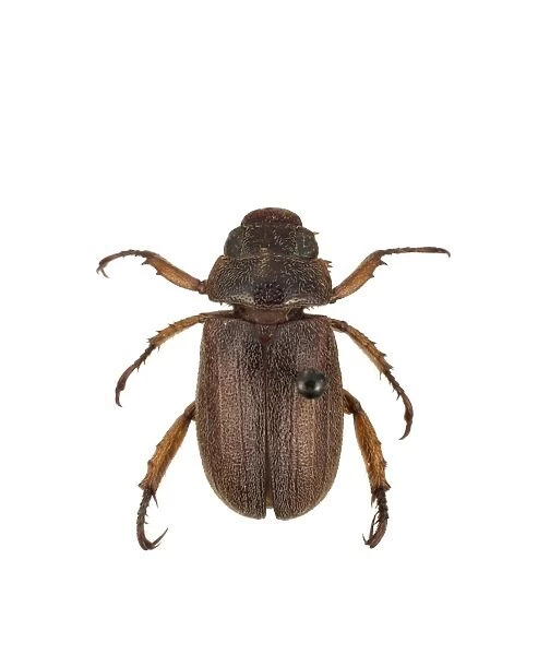 Adoretus versutus, rose beetle