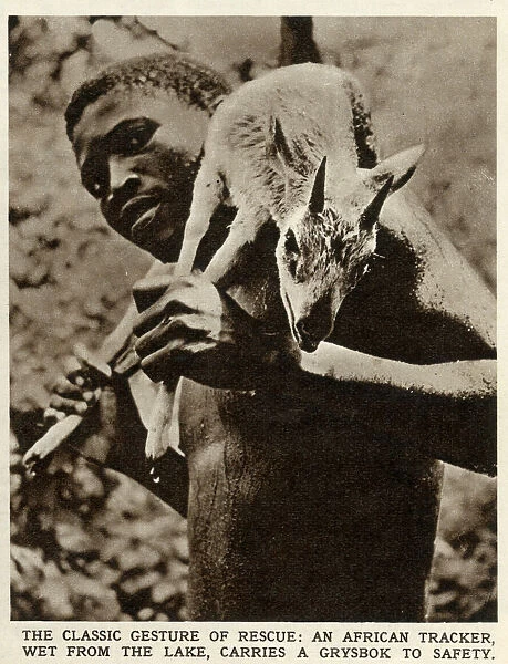 An African tracker, wet from the lake, carrying a grysbok to safety in Southern Rhodesia