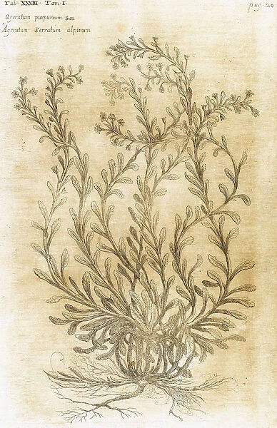 Ageratum. Seventeenth-century engraving in Bibliotheca Phar